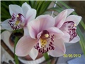 Cimbydium